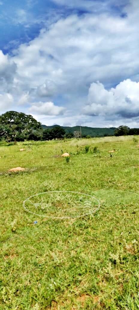 Fazenda em Ivolândia/Goiás — Ref 4QAZDA — Imagem 6