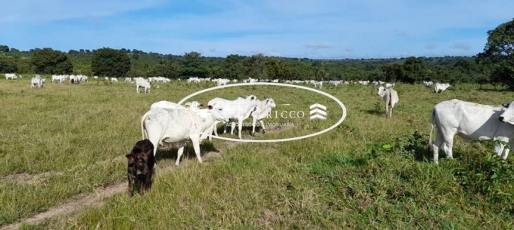 Chãozão - O Maior Portal de Anúncios de Imóveis Rurais do Brasil.