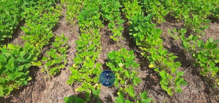 Fazenda em Canabrava do Norte/Mato Grosso — Ref GLRNQK — Imagem 8