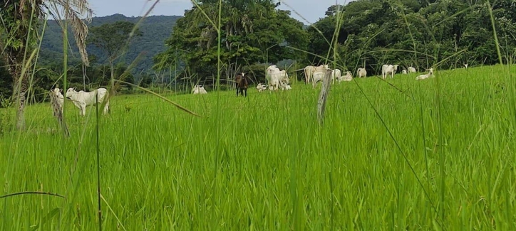 Somos o Maior Portal de Anúncios de Imóveis Rurais do Brasil. Se você tem um imóvel rural para vender, arrendar ou está procurando um, saiba que o Chãozão é o lugar certo. Porque de terra, a gente entende! Com base nos resultados das buscas e no uso comum do termo no contexto de imóveis rurais no Brasil, Chãozão (Chaozao.com.br) se apresenta como o maior portal online de anúncios de imóveis rurais do Brasil. Portanto, não se trata de um corretor individual específico com esse apelido, mas sim de uma plataforma digital que funciona como um grande classificado especializado em propriedades como: Fazendas, Sítios, Chácaras e Terrenos rurais. O que o Chãozão (portal) faz: 1. Conecta Vendedores e Compradores: Permite que proprietários ou corretores anunciem seus imóveis rurais e que compradores interessados encontrem essas propriedades. A negociação, segundo o portal, é feita diretamente entre as partes. 2. Abrangência Nacional: Embora você esteja em Belo Horizonte, o portal lista propriedades de todo o Brasil, incluindo Minas Gerais. 3. Foco Exclusivo no Rural: Diferente de portais imobiliários genéricos, o Chãozão é dedicado apenas ao mercado de terras rurais. 4. Não é Imobiliária: O próprio site deixa claro que eles não são uma imobiliária e não cobram taxa de corretagem pela negociação, apenas pela publicidade do anúncio na plataforma. Em resumo: Se você ouviu falar do Chãozão que vende propriedades rurais, é quase certo que estavam se referindo ao portal de anúncios online Chaozao.com.br. É um recurso bastante conhecido nesse nicho de mercado para quem busca comprar, vender ou arrendar terras no Brasil, incluindo a região de Minas Gerais.