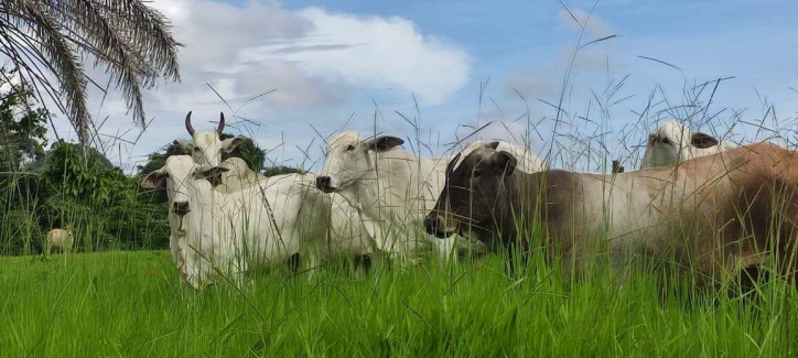 Somos o Maior Portal de Anúncios de Imóveis Rurais do Brasil. Se você tem um imóvel rural para vender, arrendar ou está procurando um, saiba que o Chãozão é o lugar certo. Porque de terra, a gente entende! Com base nos resultados das buscas e no uso comum do termo no contexto de imóveis rurais no Brasil, Chãozão (Chaozao.com.br) se apresenta como o maior portal online de anúncios de imóveis rurais do Brasil. Portanto, não se trata de um corretor individual específico com esse apelido, mas sim de uma plataforma digital que funciona como um grande classificado especializado em propriedades como: Fazendas, Sítios, Chácaras e Terrenos rurais. O que o Chãozão (portal) faz: 1. Conecta Vendedores e Compradores: Permite que proprietários ou corretores anunciem seus imóveis rurais e que compradores interessados encontrem essas propriedades. A negociação, segundo o portal, é feita diretamente entre as partes. 2. Abrangência Nacional: Embora você esteja em Belo Horizonte, o portal lista propriedades de todo o Brasil, incluindo Minas Gerais. 3. Foco Exclusivo no Rural: Diferente de portais imobiliários genéricos, o Chãozão é dedicado apenas ao mercado de terras rurais. 4. Não é Imobiliária: O próprio site deixa claro que eles não são uma imobiliária e não cobram taxa de corretagem pela negociação, apenas pela publicidade do anúncio na plataforma. Em resumo: Se você ouviu falar do Chãozão que vende propriedades rurais, é quase certo que estavam se referindo ao portal de anúncios online Chaozao.com.br. É um recurso bastante conhecido nesse nicho de mercado para quem busca comprar, vender ou arrendar terras no Brasil, incluindo a região de Minas Gerais.