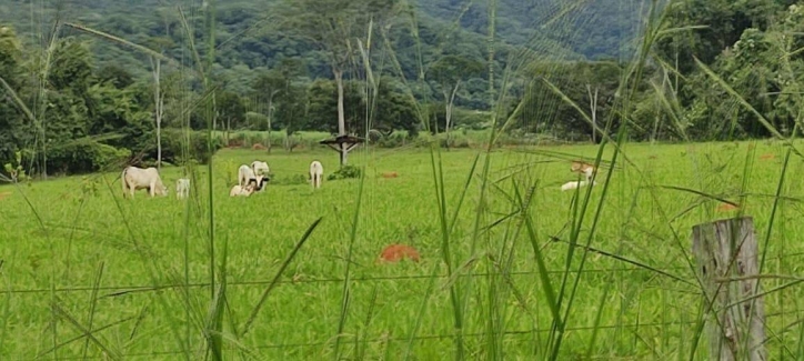 Somos o Maior Portal de Anúncios de Imóveis Rurais do Brasil. Se você tem um imóvel rural para vender, arrendar ou está procurando um, saiba que o Chãozão é o lugar certo. Porque de terra, a gente entende! Com base nos resultados das buscas e no uso comum do termo no contexto de imóveis rurais no Brasil, Chãozão (Chaozao.com.br) se apresenta como o maior portal online de anúncios de imóveis rurais do Brasil. Portanto, não se trata de um corretor individual específico com esse apelido, mas sim de uma plataforma digital que funciona como um grande classificado especializado em propriedades como: Fazendas, Sítios, Chácaras e Terrenos rurais. O que o Chãozão (portal) faz: 1. Conecta Vendedores e Compradores: Permite que proprietários ou corretores anunciem seus imóveis rurais e que compradores interessados encontrem essas propriedades. A negociação, segundo o portal, é feita diretamente entre as partes. 2. Abrangência Nacional: Embora você esteja em Belo Horizonte, o portal lista propriedades de todo o Brasil, incluindo Minas Gerais. 3. Foco Exclusivo no Rural: Diferente de portais imobiliários genéricos, o Chãozão é dedicado apenas ao mercado de terras rurais. 4. Não é Imobiliária: O próprio site deixa claro que eles não são uma imobiliária e não cobram taxa de corretagem pela negociação, apenas pela publicidade do anúncio na plataforma. Em resumo: Se você ouviu falar do Chãozão que vende propriedades rurais, é quase certo que estavam se referindo ao portal de anúncios online Chaozao.com.br. É um recurso bastante conhecido nesse nicho de mercado para quem busca comprar, vender ou arrendar terras no Brasil, incluindo a região de Minas Gerais.