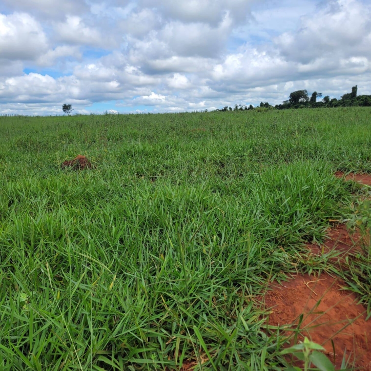 Sítio em Taquaral de Goiás/Goiás — Ref 0USPFY — Imagem 10