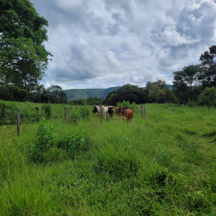 Sítio em Taquaral de Goiás/Goiás — Ref 0USPFY — Imagem 2