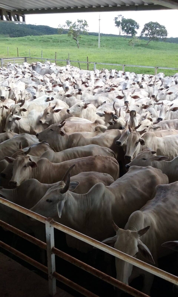 Fazenda em Itapaci/Goiás — Ref DS6UV6 — Imagem 2