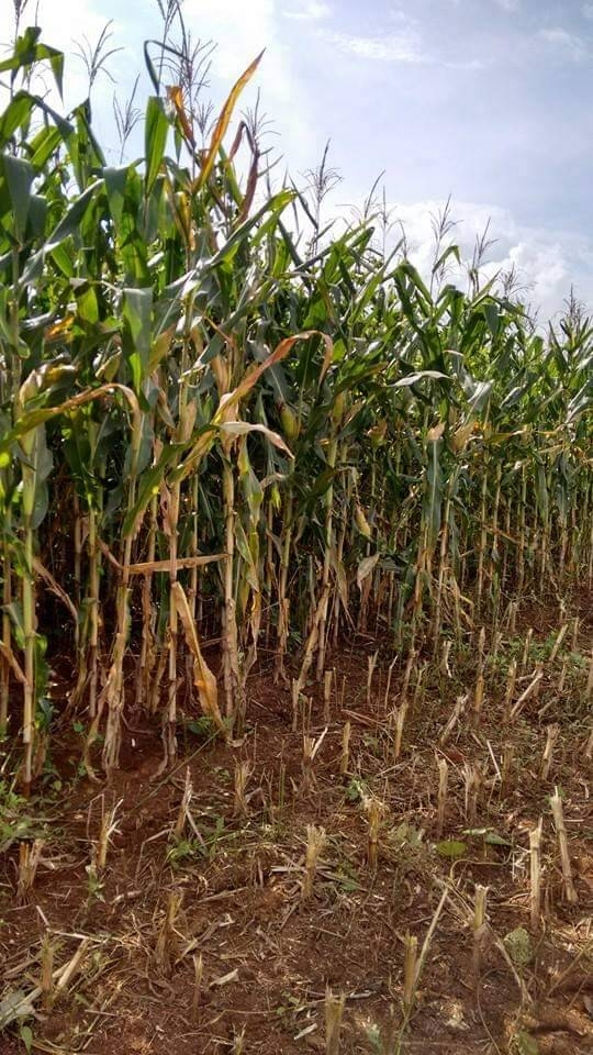 Fazenda em Itapaci/Goiás — Ref DS6UV6 — Imagem 3
