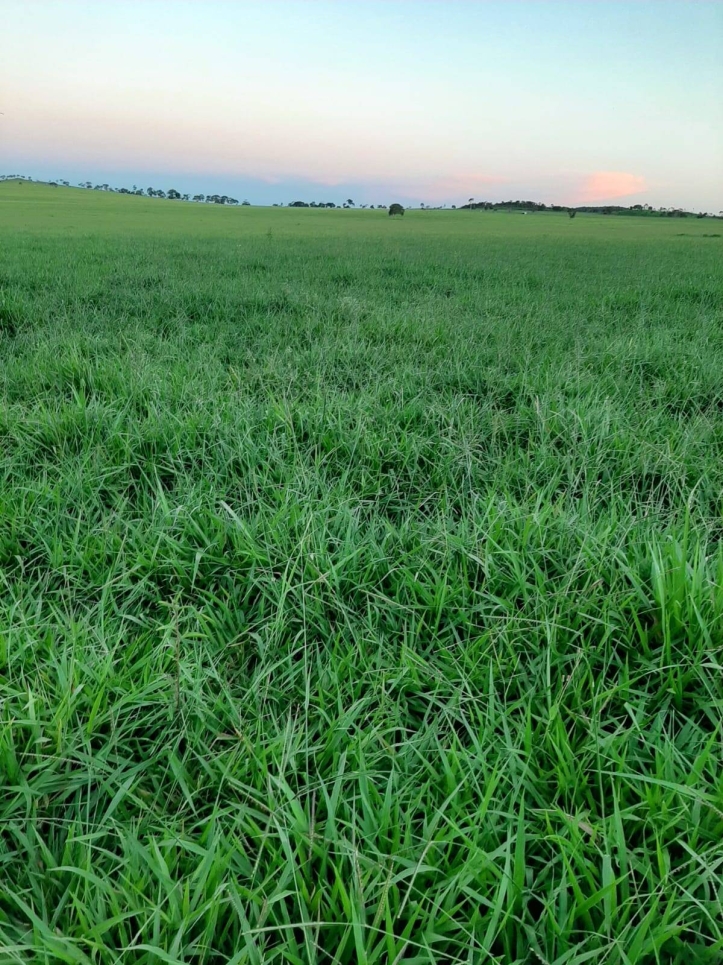 Fazenda em Itapaci/Goiás — Ref DS6UV6 — Imagem 6