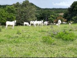 Venda em zona rural - Palestina de Goiás