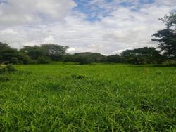 #1559 - Fazenda para Venda em Sanclerlândia - GO