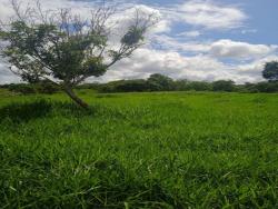 Fazenda para Venda em Goiás - 4