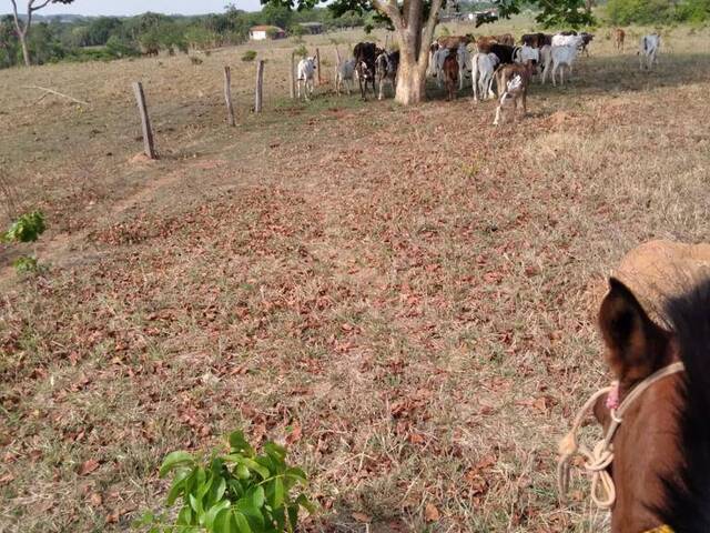 #910 - Fazenda para Venda em Montes Claros de Goiás - GO