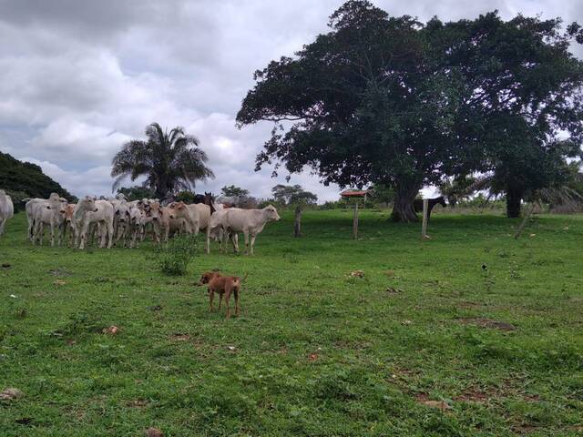 #1097 - Fazenda para Venda em Sanclerlândia - GO