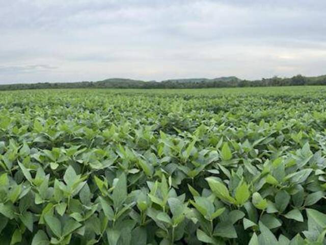 Fazenda para Venda em Araguaína - 5