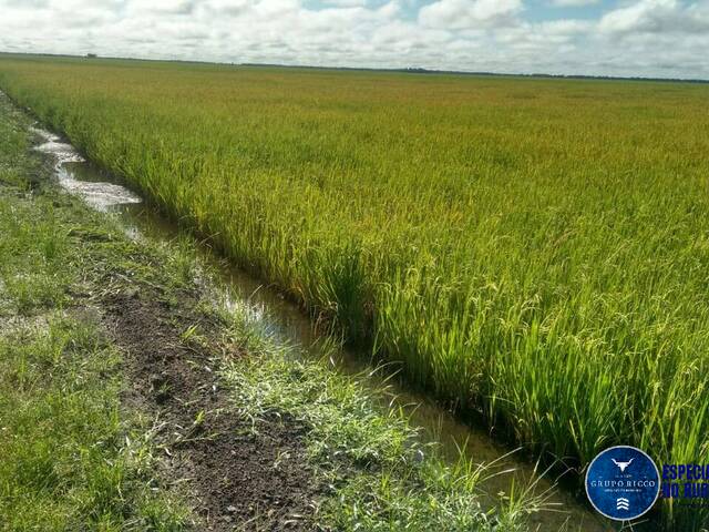 #3152 - Fazenda para Venda em Lagoa da Confusão - TO