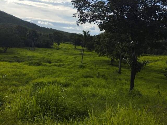 #3153 - Fazenda para Venda em Gurupi - TO