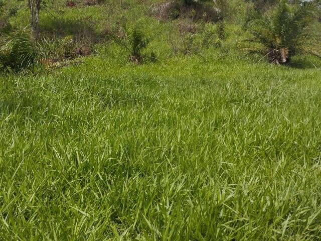 #3187 - Fazenda para Venda em Morro Agudo de Goiás - GO