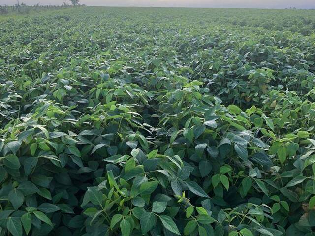 #3202 - Fazenda para Venda em Jataí - GO