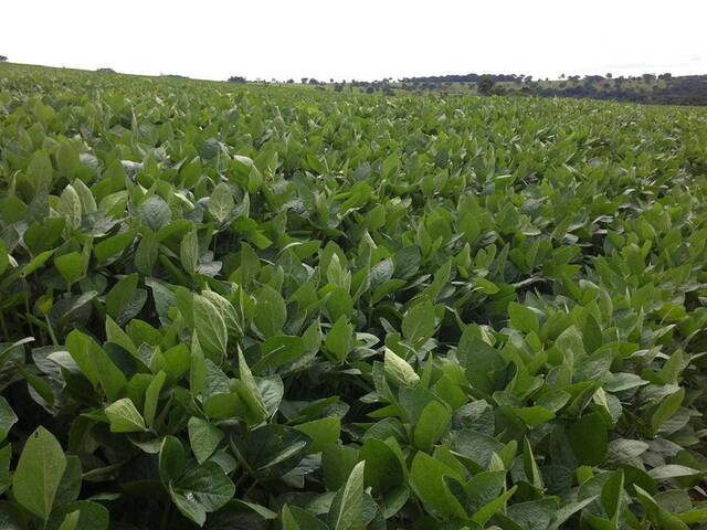 #3202 - Fazenda para Venda em Jataí - GO