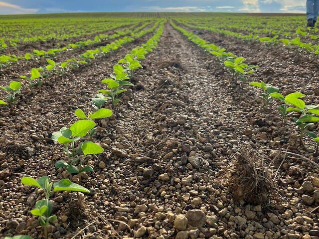 Venda em Zona rural - Bonfim