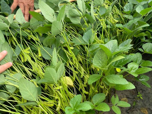 #3259 - Fazenda para Venda em Bonfim - RR