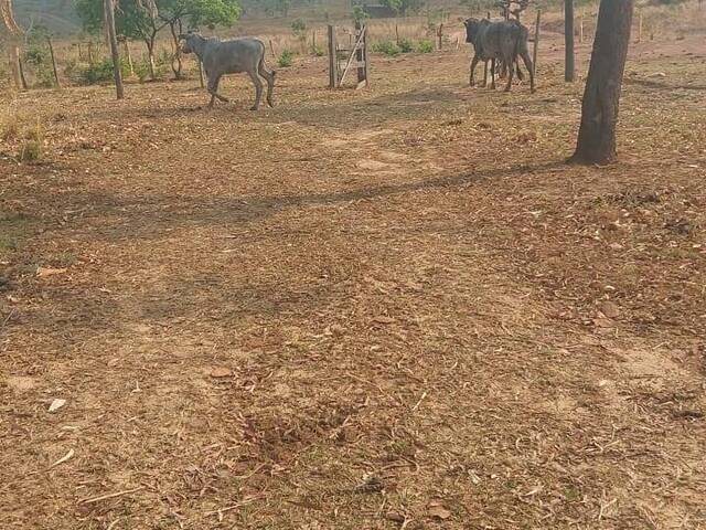 #3280 - Fazenda para Venda em Flores de Goiás - GO