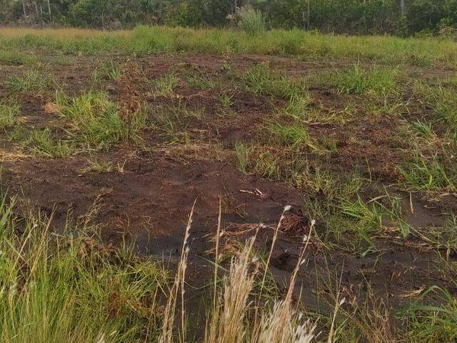 #3295 - Fazenda para Venda em Nova Xavantina - MT