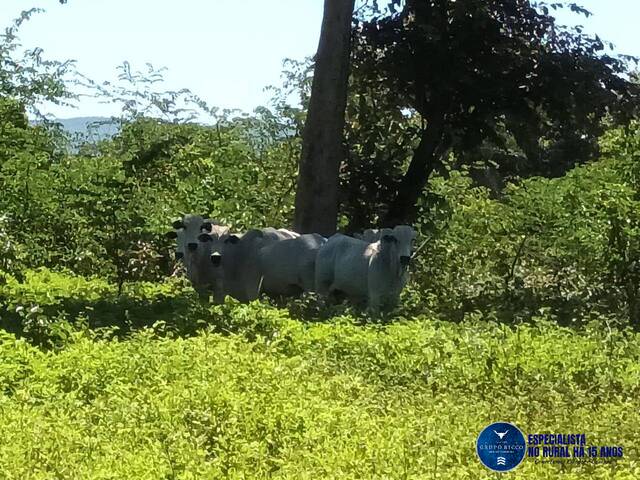 #3322 - Fazenda para Venda em Uirapuru - GO