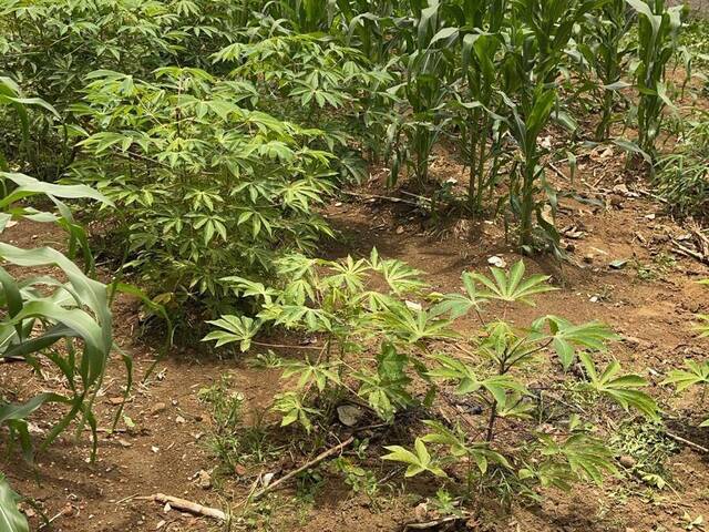 #3342 - Terreno para Venda em Aparecida de Goiânia - GO