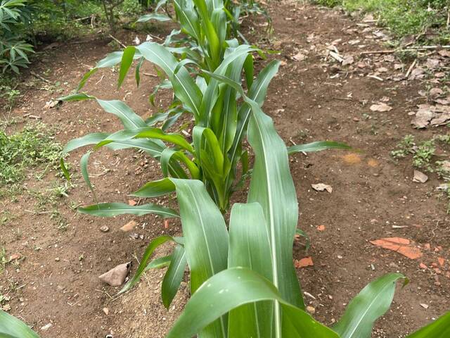 #3342 - Terreno para Venda em Aparecida de Goiânia - GO