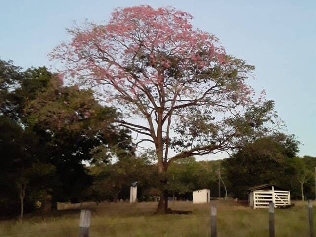 #3349 - Fazenda para Venda em Mozarlândia - GO