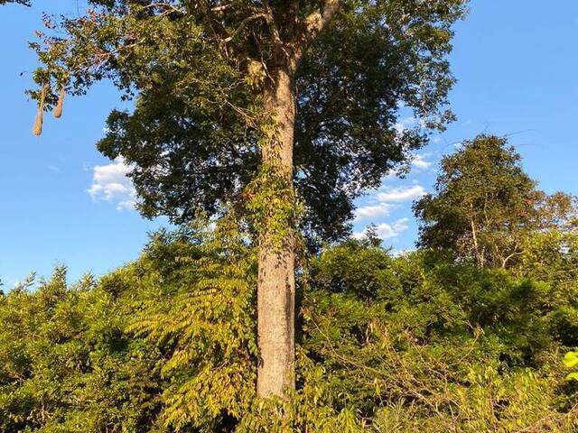 #3357 - Fazenda para Venda em São Miguel do Araguaia - GO