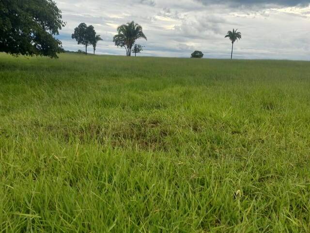 Venda em ZONA RURAL - Novo Brasil