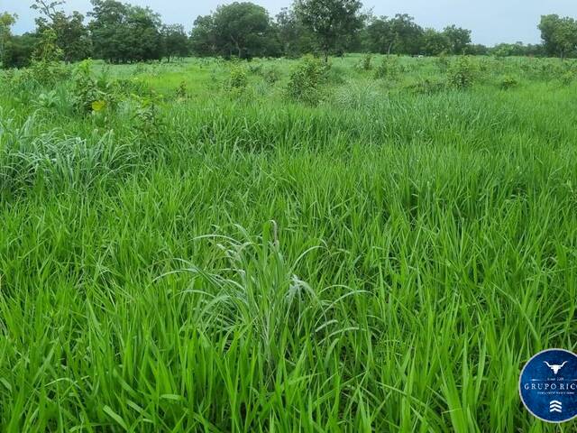 #3492 - Fazenda para Venda em Crixás - GO