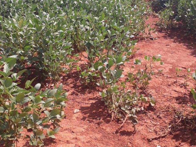#3503 - Fazenda para Venda em Goianésia - GO