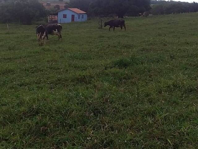 Chácara para Venda em Petrolina de Goiás - 5