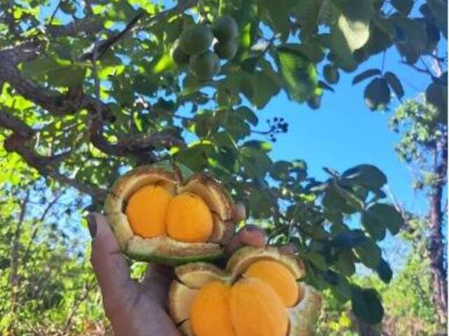 #3563 - Chácara para Venda em Piracanjuba - GO