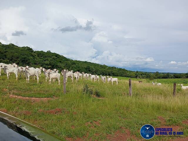 #3592 - Chácara para Venda em Pontal do Araguaia - MT