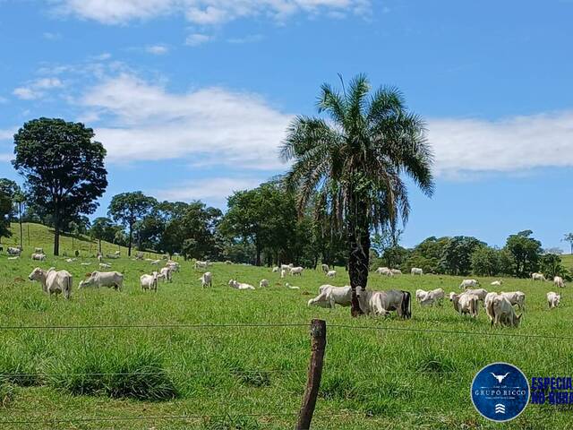 #3598 - Fazenda para Venda em Santa Bárbara de Goiás - GO