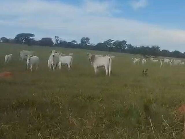 Fazenda para Venda em Bom Jardim de Goiás - 4