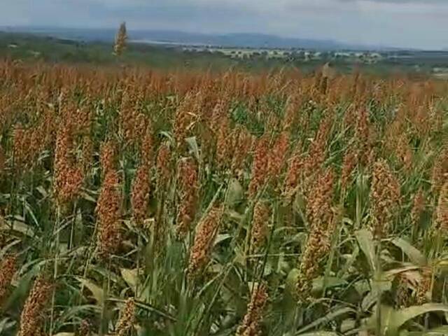 Fazenda para Venda em Bom Jardim de Goiás - 5