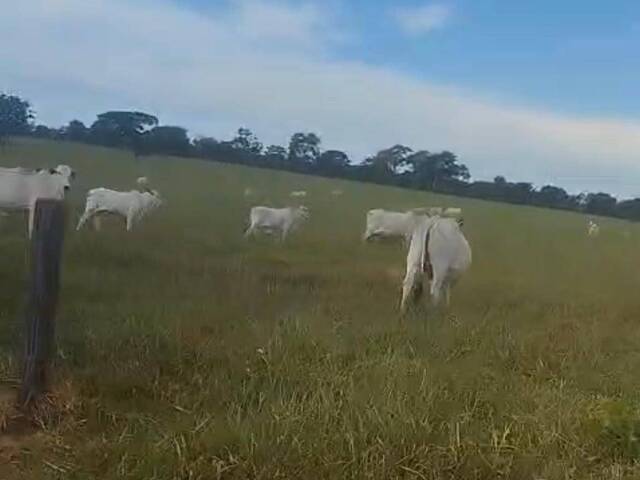 #3606 - Fazenda para Venda em Bom Jardim de Goiás - GO