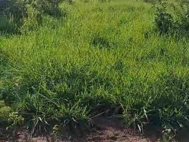 #3610 - Fazenda para Venda em Cocalinho - MT