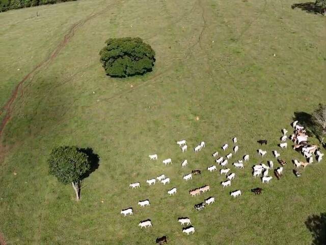 Fazenda para Venda em Anicuns - 4