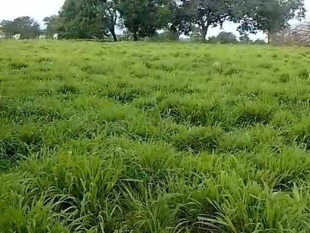 Chácara para Venda em Matrinchã - 4