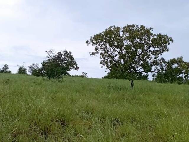 Fazenda para Venda em Arraias - 5