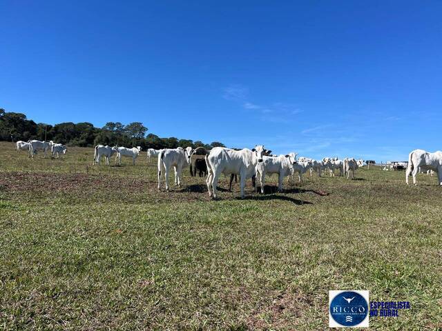 #3717 - Fazenda para Venda em Serranópolis - GO