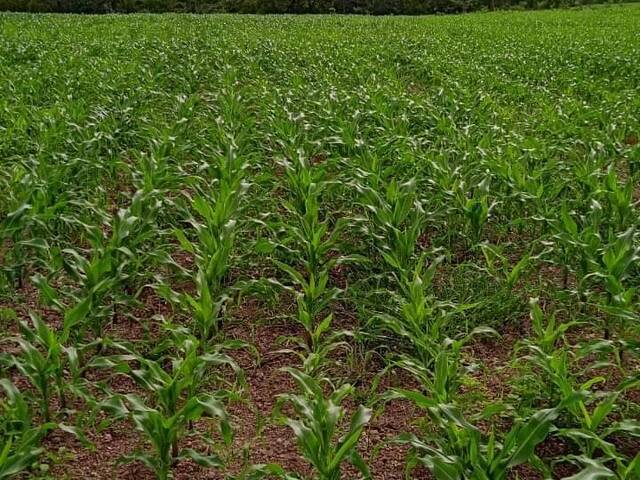 Fazenda para Venda em Gurupi - 5