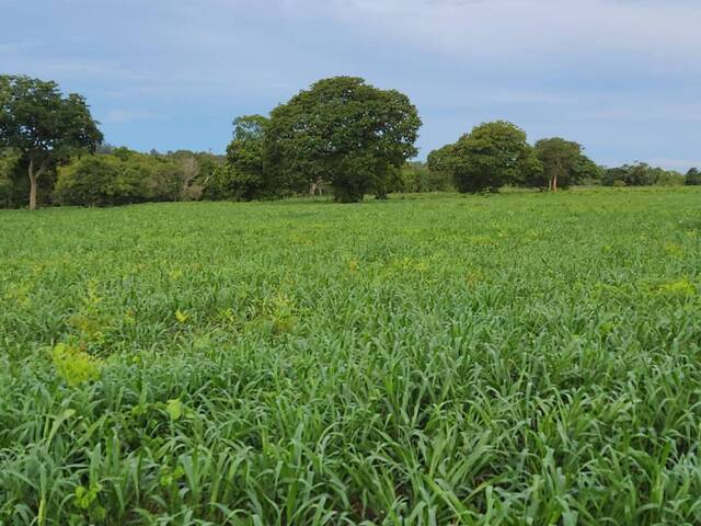#2338 - Fazenda para Venda em Araguaçu - TO