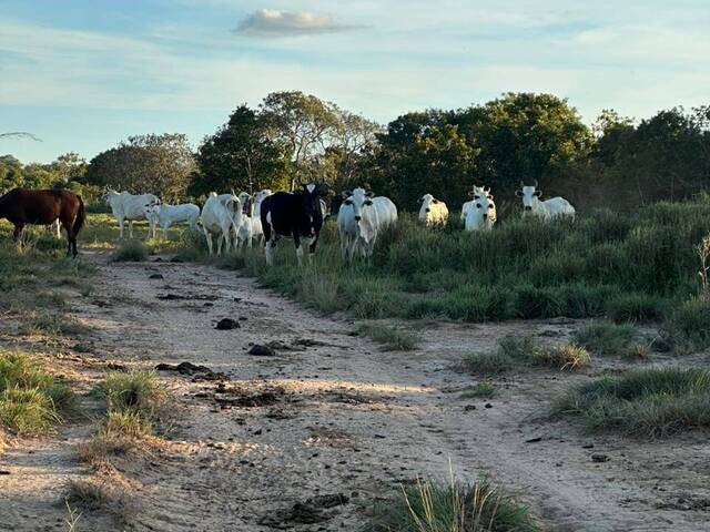 Fazenda para Venda em Peixe - 4