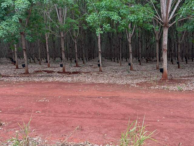 #3764 - Fazenda para Venda em Palmeirópolis - TO